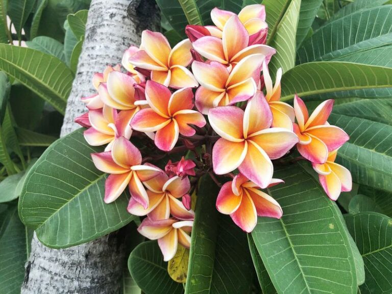Your Florida plumeria needs this before its winter rest, or spring blooms come back thin