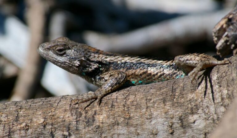 When Texas Spiny Lizards Start Sunning on Your Central Texas Woodpile, Your Yard Is Doing Something Right