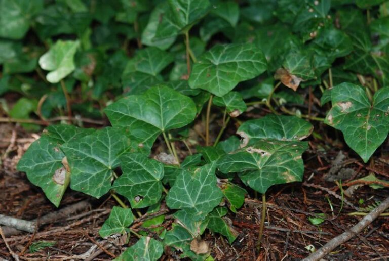 That Glossy Groundcover Spilling Over Your Beds Can Be Invasive in Parts of the South, and Here’s Why
