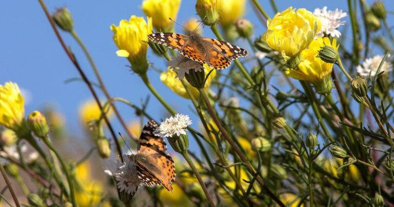 What It Means When Painted Lady Butterflies Stream Through Your California Yard, and How to Feed Them