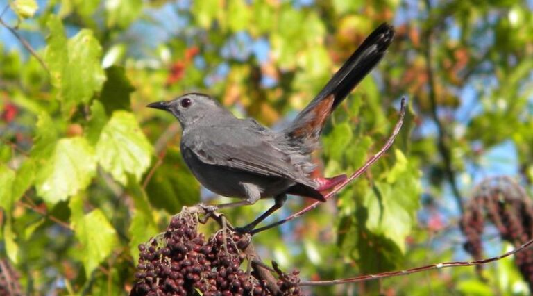 That Cat-Like Mewing From Your Florida Hedge Is a Gray Winter Bird Hunting Berries