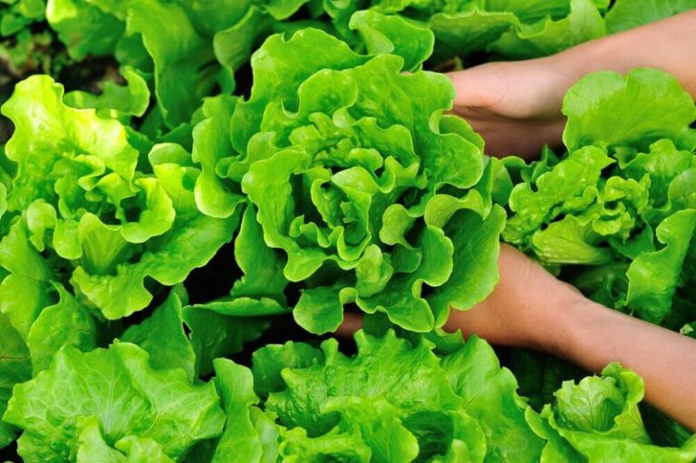 Why Fall Lettuce Turns Bitter and How Steady Watering and Outer-Leaf Picking Help