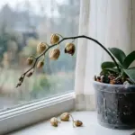 Why Orchid Buds Drop Before Opening: Is Watering to Blame?