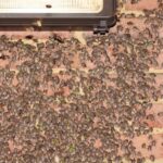Brown Marmorated Stink Bugs Gather on North Carolina Siding in Fall