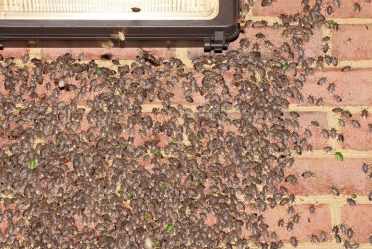 Brown Marmorated Stink Bugs Gather on North Carolina Siding in Fall