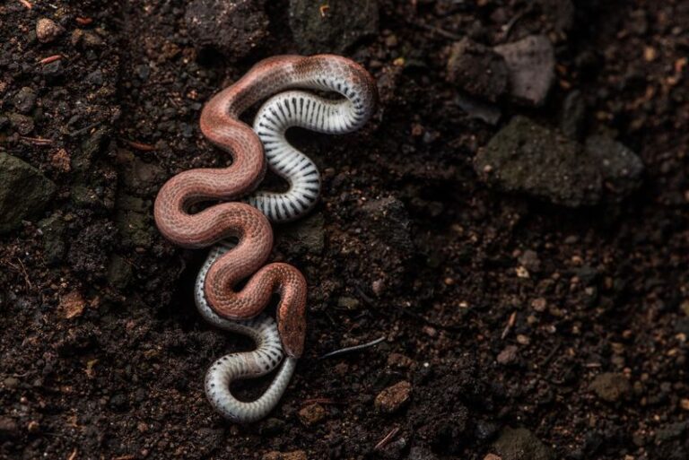 California Sharp-Tailed Snakes Eat the Slugs in Your Beds, but Gardeners Mistake Them for Baby Rattlers