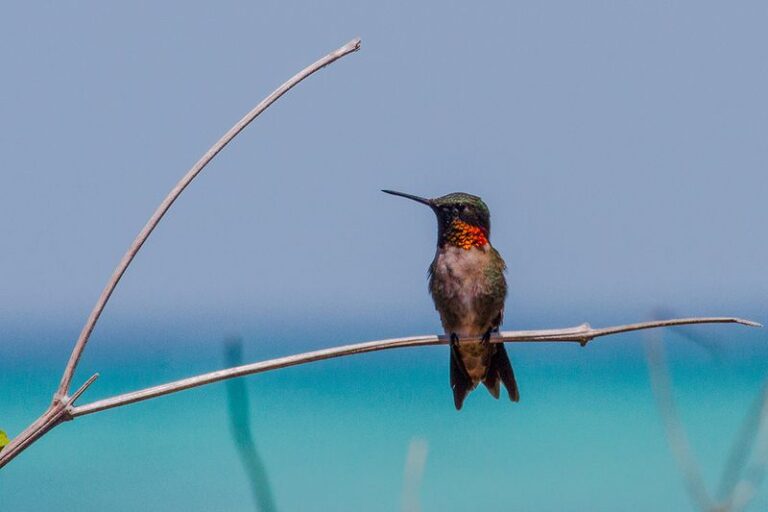 Winter Hummingbirds in Florida: Pair a Layered Native Planting With a Clean Feeder