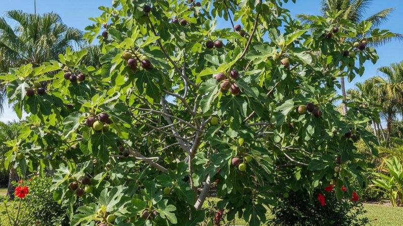 Your Fig Tree Keeps Pushing Out Leaves Instead of Figs, and These Steps Load It With Fruit Next Summer
