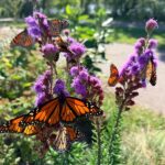 How To Make Your California Yard a Safe Stop for Monarchs Passing Through Before November