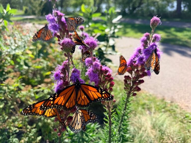 How To Make Your California Yard a Safe Stop for Monarchs Passing Through Before November