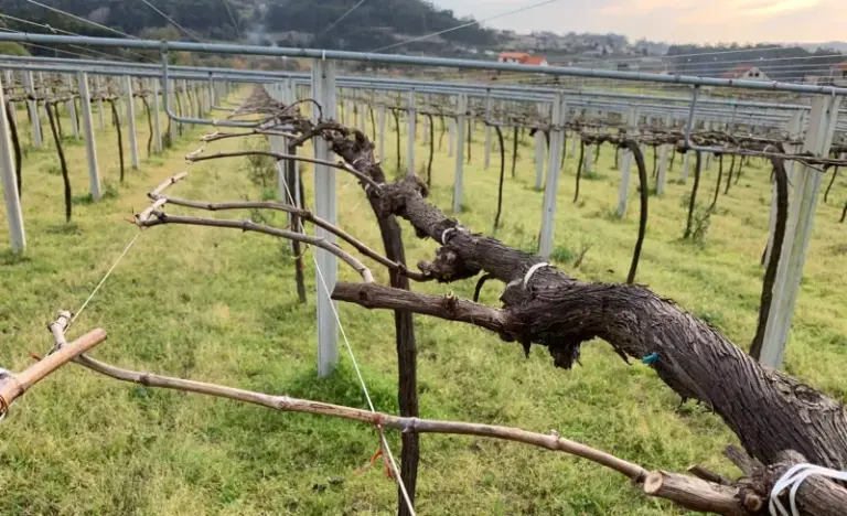 Prune Muscadine Vines at the Right Time to Support a Productive, Manageable Crop