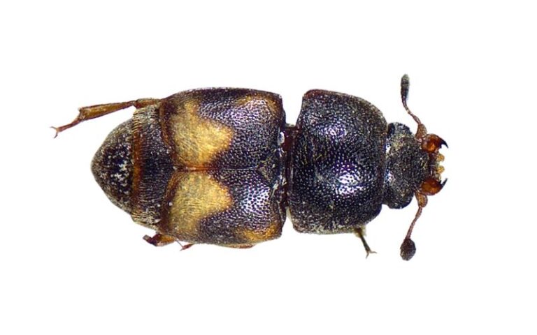 Tiny Beetles Can Infest Ripening California Figs and Contribute to Souring