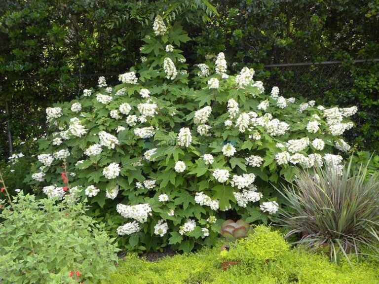 A Florida-Native Hydrangea That May Need Less Water Once Established
