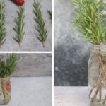 Rosemary Cuttings Snipped Before the First Frost Root on a Sunny Windowsill and Give You New Plants by Spring