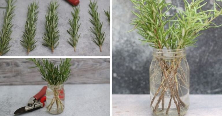 Rosemary Cuttings Snipped Before the First Frost Root on a Sunny Windowsill and Give You New Plants by Spring