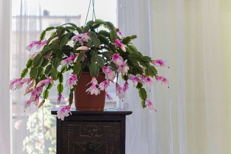 Water Less After the Holidays: A Helpful Care Step for Your Christmas Cactus