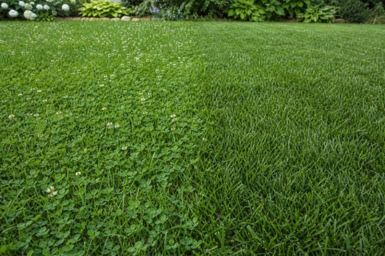 Clover Can Be a Clue to Low Nitrogen or Thin Turf in Your Lawn, and Here’s How to Respond