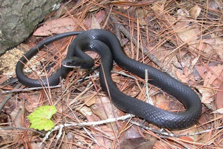 What It Really Means When a Black Racer Keeps Showing Up Along Your North Carolina Garden Edge