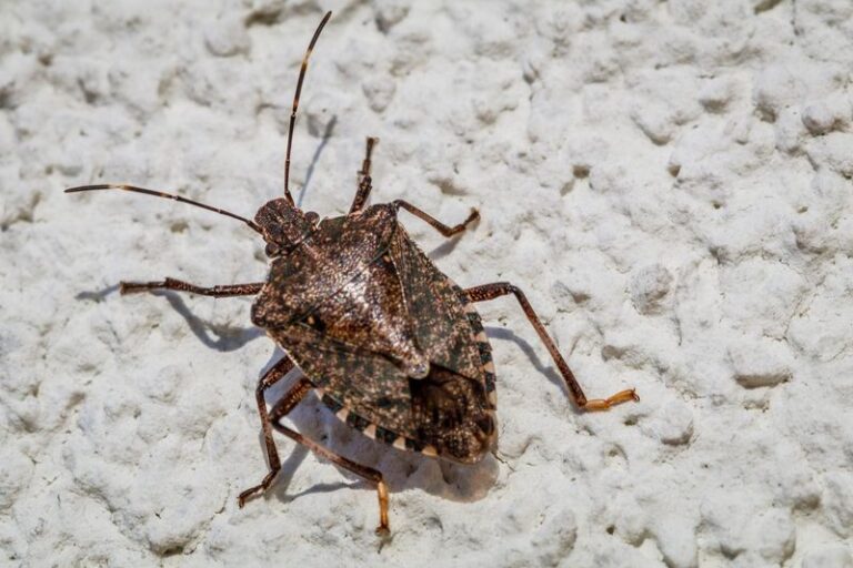 Brown Marmorated Stink Bugs Already Indoors This Fall? Build This Easy Soapy-Water Trap Tonight