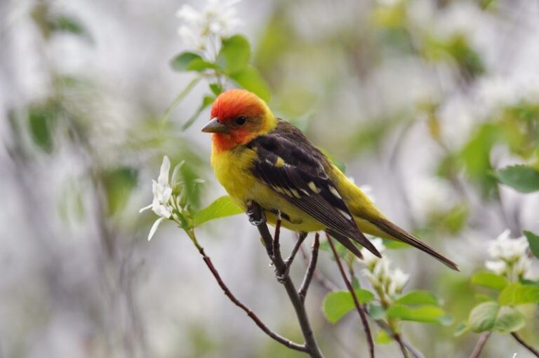Could a Western Tanager Visit Your California Yard This Fall?