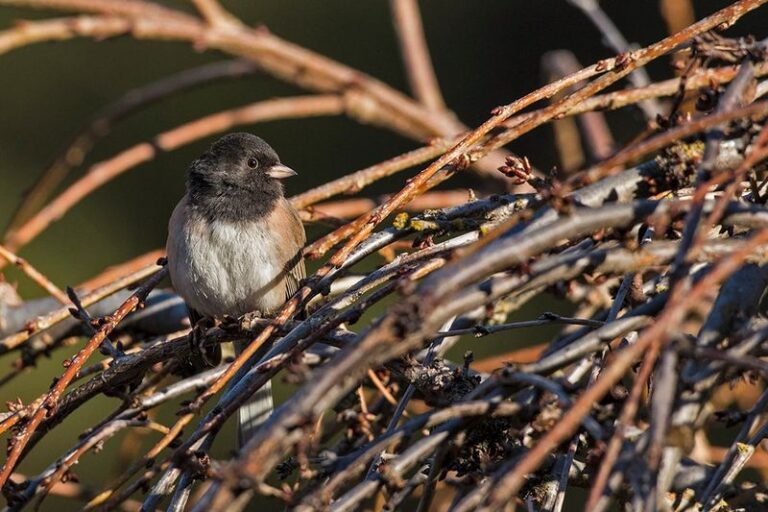 A Brush Pile Can Offer North Carolina Songbirds Supplemental Cover in Winter