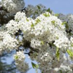 Mexican Plum as a Small Native Patio Tree for Central Texas