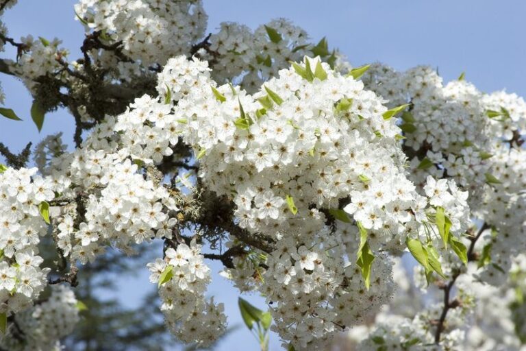Mexican Plum as a Small Native Patio Tree for Central Texas