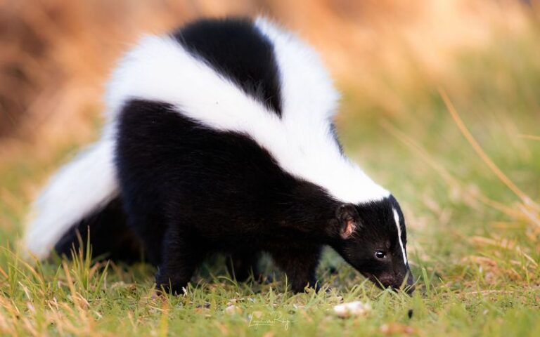 What It Really Means When a Striped Skunk Digs Up Your California Lawn, and the Grubs It May Be Eating