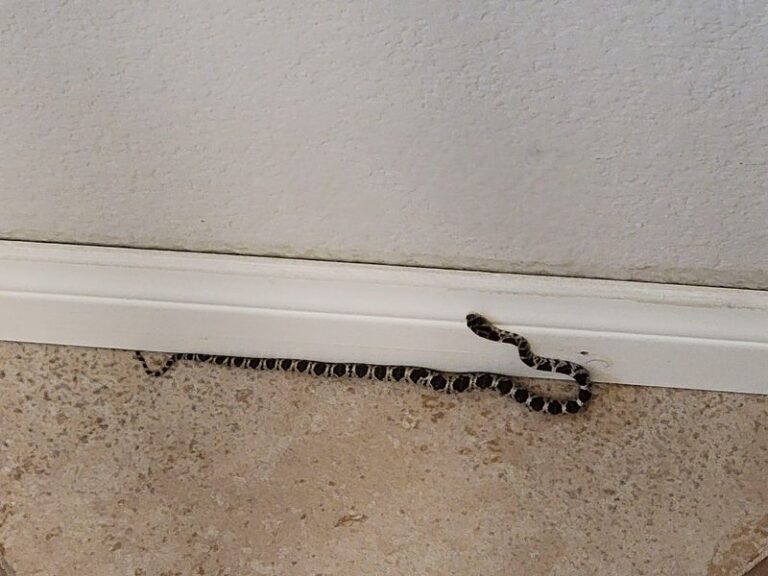 Do First Big Rains Bring Snakes Into California Yards? What the Evidence Says