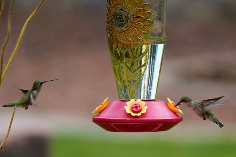 Your Hummingbirds Need a Fresher Feeder in Fall, and Here’s How Often to Change the Nectar