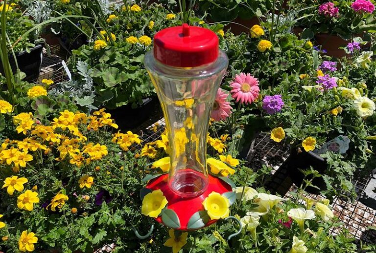 Is Your Hummingbird Feeder Placement One Reason It Sits Full? How to Test a Better Spot