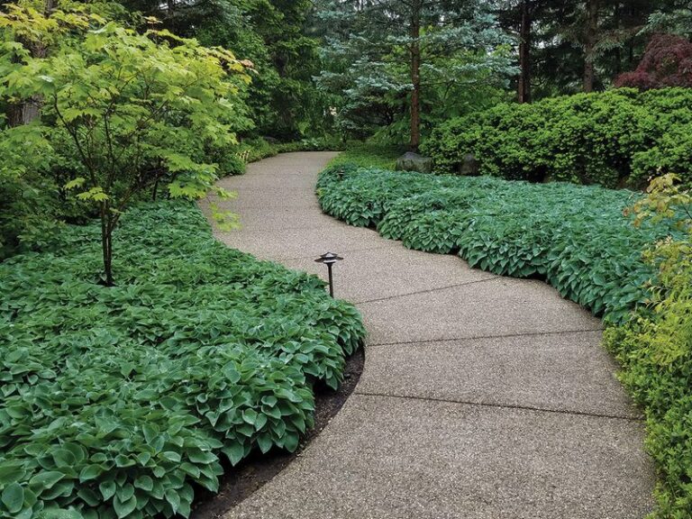 A Native North Carolina Groundcover to Consider Instead of Vinca Under Shade Trees