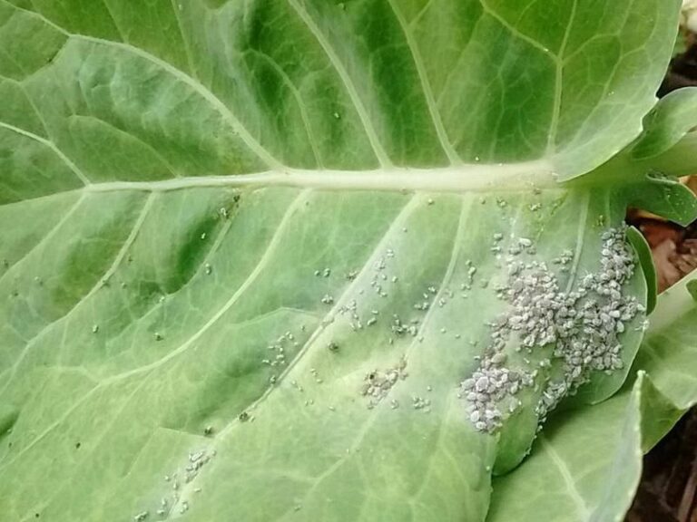 Collard greens with holes and gray clusters under the leaves have aphids, and cold weather won’t kill them off