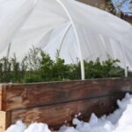 Rosemary left outside through a hard freeze turns brown and brittle, so here’s how to bring it through winter alive