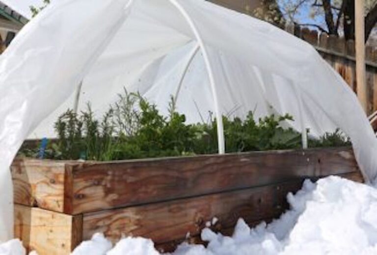 Rosemary left outside through a hard freeze turns brown and brittle, so here’s how to bring it through winter alive