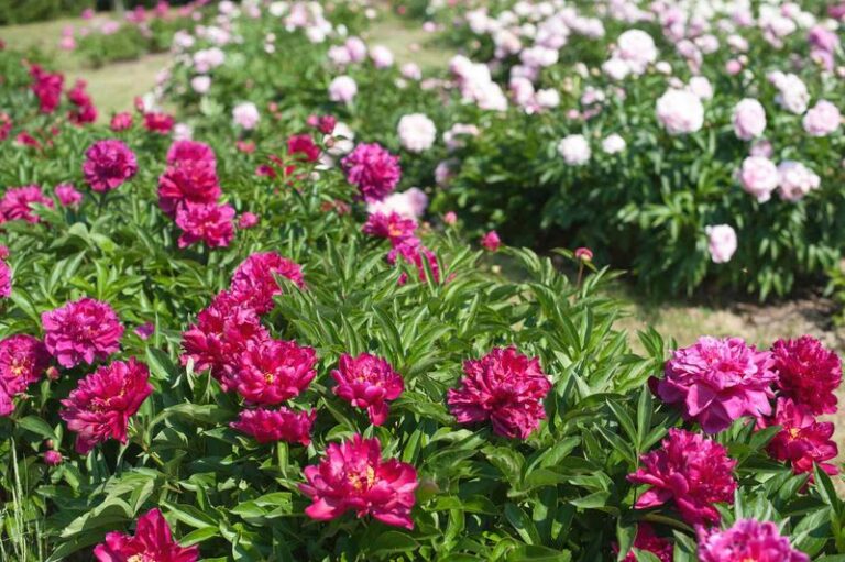 Fall Cleanup for North Carolina Peonies: Cutting Back Foliage to Reduce Botrytis