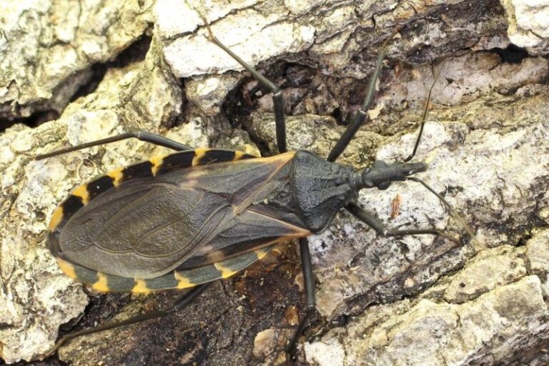 Why a Kissing Bug Might Appear Near a Texas Porch Light in Fall