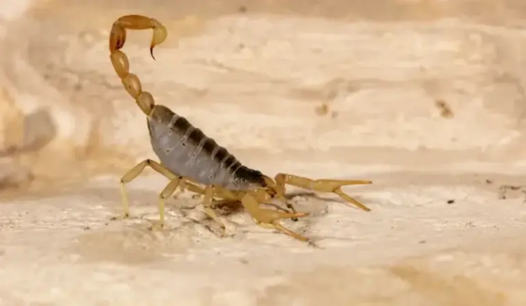 What to Do After a Scorpion Sting in Your Central Texas Yard