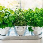 Your Parsley May Keep Producing in a Bright Kitchen Window This Winter When You Pot It Up in Fall