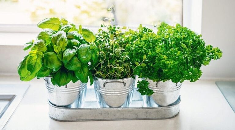 Your Parsley May Keep Producing in a Bright Kitchen Window This Winter When You Pot It Up in Fall
