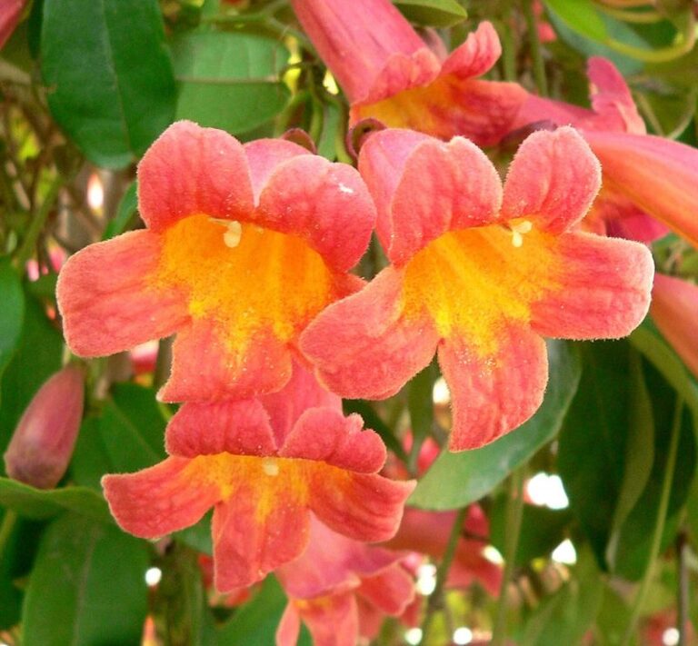 7 Florida Native Plants That Feed More Hummingbirds Than Your Firespike and Keep Them Coming All Winter