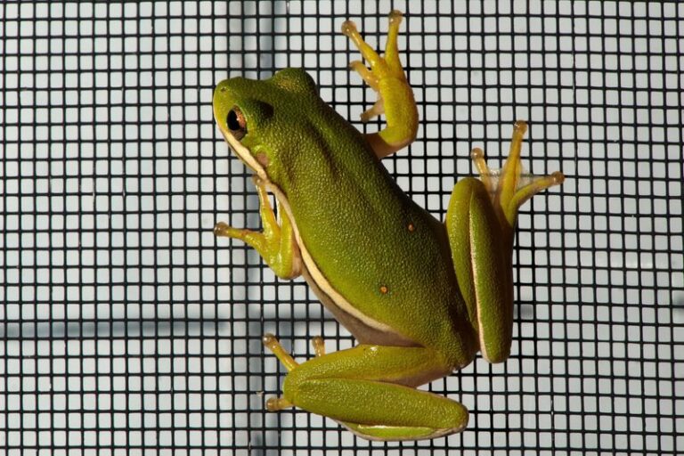 What It Really Tells You When Tree Frogs Cling to Your Central Texas Windows at Night This Fall