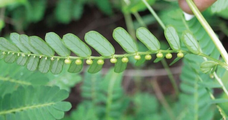 Chamberbitter Can Hide Fruits Under Its Leaves and Scatter Seeds in Your Florida Lawn