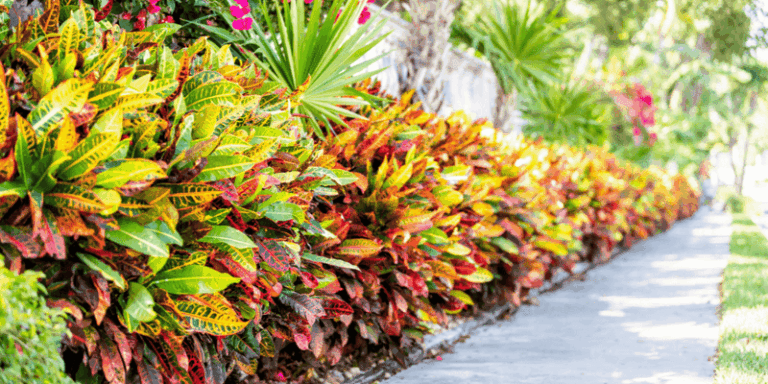 These 11 Tropical Plants Make Your Florida Home Look Like It Cost Twice as Much
