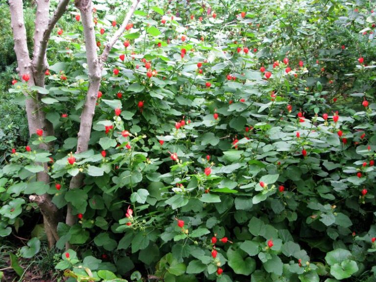 A Texas Native That Can Bloom Through Summer and Into Fall: Plant Turk’s Cap This Fall