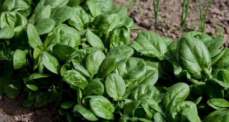 If You Want Spring Harvests Without the Rush, These Vegetables Need Planting in October