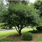 Yaupon Holly for a Texas Privacy Screen: A Low-Maintenance Native Option, Depending on Cultivar and Look
