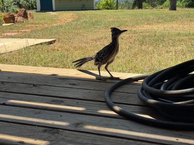 What It Really Means When a Roadrunner Keeps Showing Up in Your California Yard