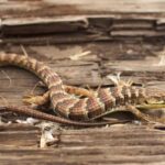 Leave the Southern Alligator Lizards in Your California Yard Alone, Because They Eat Snails and Black Widows