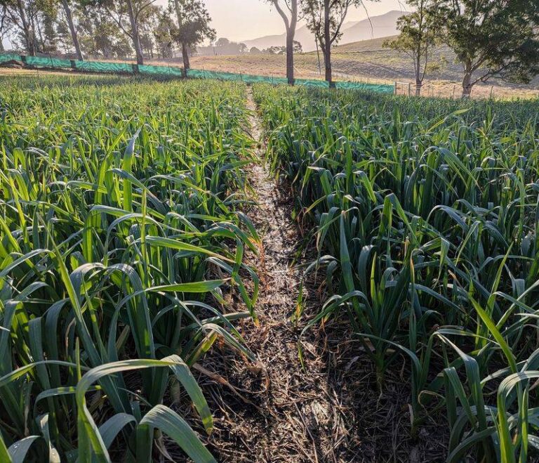 Can You Still Plant Garlic in the South? Regional Windows and Bulb Size